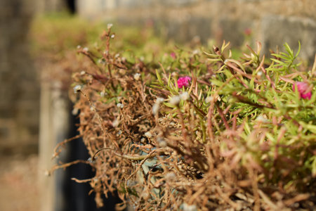Vines flower in plastic tub pot with brick wall backgroundの写真素材