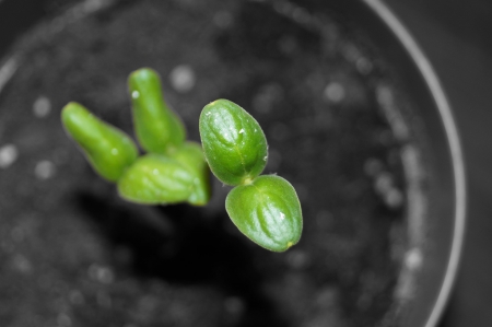 Green, young watermelone in growinの写真素材