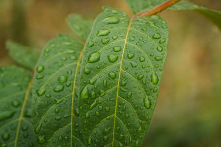 Water drops on green leafの写真素材
