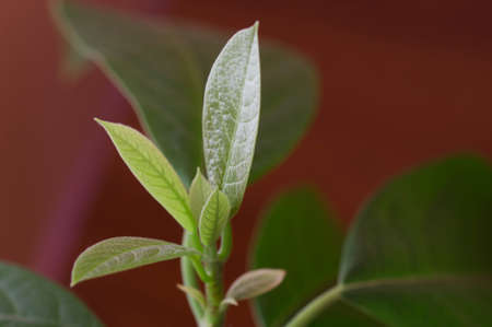 Young avocado leavesの写真素材