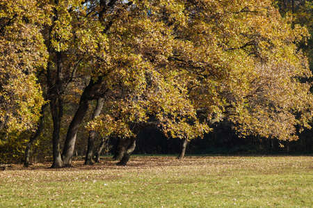 Autumn time yellow and brown colors in a parkの写真素材
