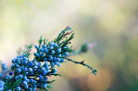 Macro shot of a tree branch which contains blue berriesの写真素材