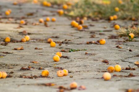 A lot of yellow plum on the floor