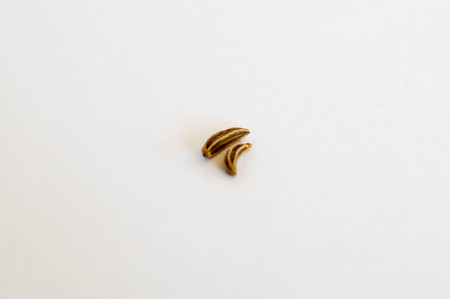 Two cumin seeds next to each other in macro shot