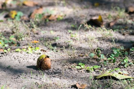 Close up shot of a walnut in it's green shellの写真素材