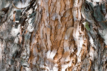 Old tree bark in close viewの写真素材