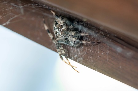 Macro of a European garden spiderの写真素材