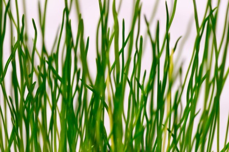 Fresh young grass macro shot