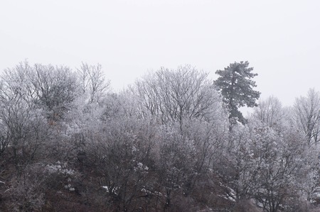 Trees in show and hard rimeの写真素材
