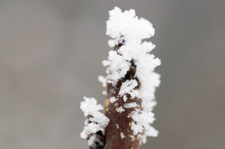 Macro shot of hard rime on a treeの写真素材