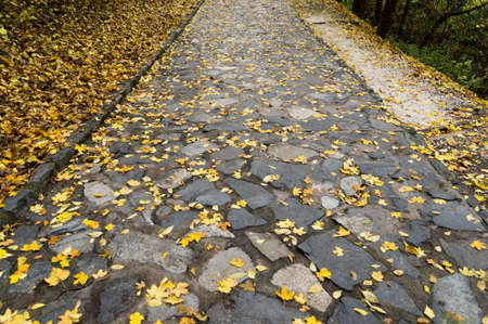 Paved road with yellow leaves on itの写真素材