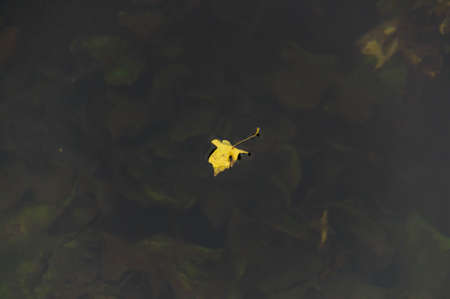 Yellow tree leaf floating on water