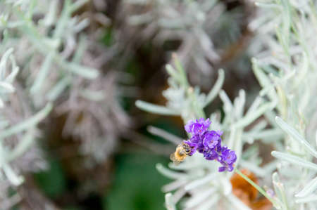 Macro shot of a purple flower and bee resting on itの写真素材