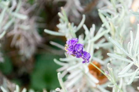 Purple flower with a bee hiding in itの写真素材