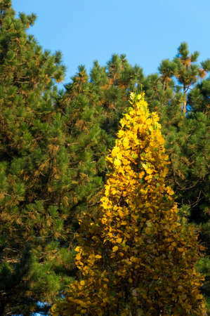 Tree with yellow foliageの写真素材
