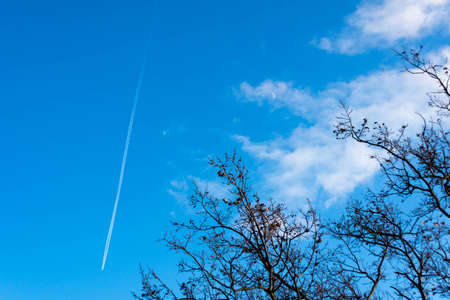 Tree branches with cloudsの写真素材
