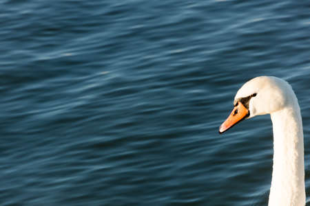 Closeup shot of a swan