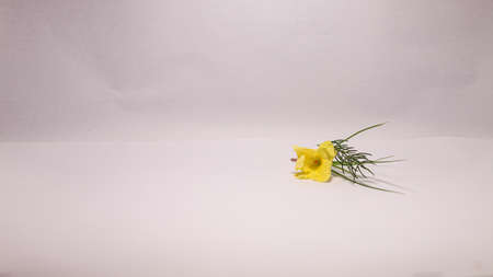 butterfly on a flower Yellow flower with white backgroundの写真素材