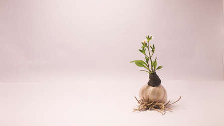 flower in vase garlic and parsley