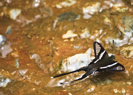 A beautiful butterfly in forestの写真素材