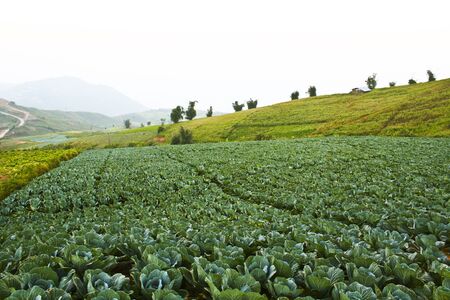 beautiful lettuce sceneryの写真素材