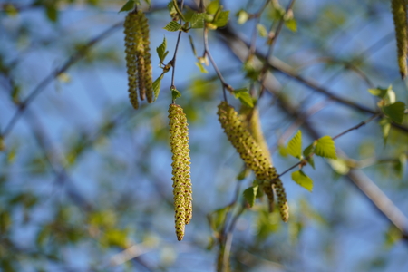 Flowering birchの写真素材