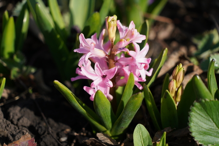 Pink hyacinthの写真素材