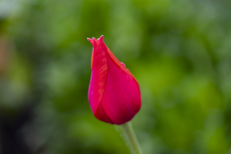 Red tulip budの写真素材