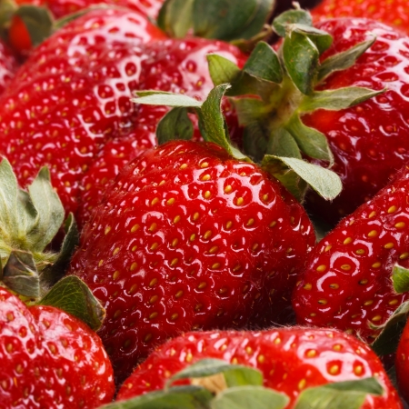 Fresh strawberriesの写真素材