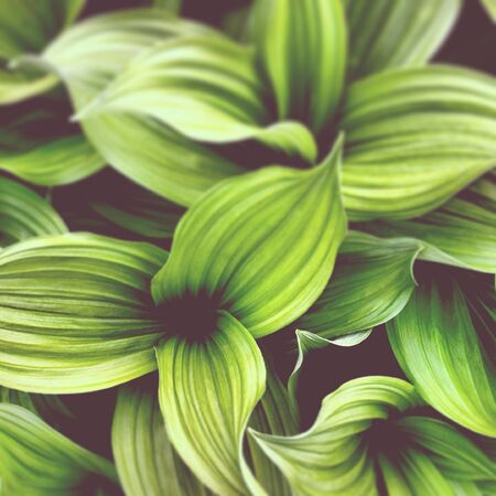 glacier national parkの素材