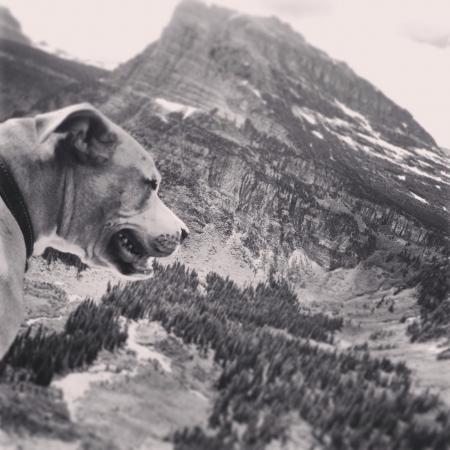 Mountain dog looking down 4000 ftの素材