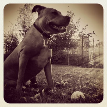 A dog and a ball on grassの素材