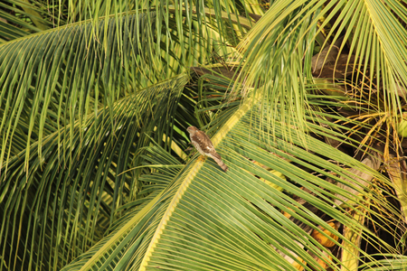 Hawk on Palmsの写真素材