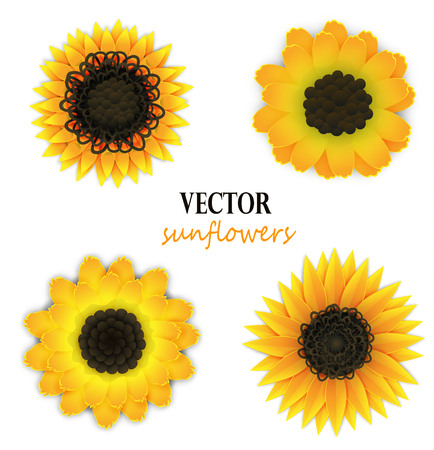 Set of yellow paper sunflowers. Floral elements for design. Vector illustration isolated on white.のイラスト素材