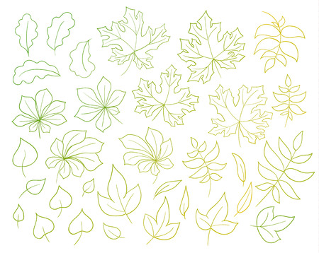 Set of autumn leaves isolated on white background.のイラスト素材