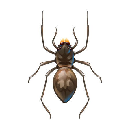 Home spider isolated on whiteのイラスト素材