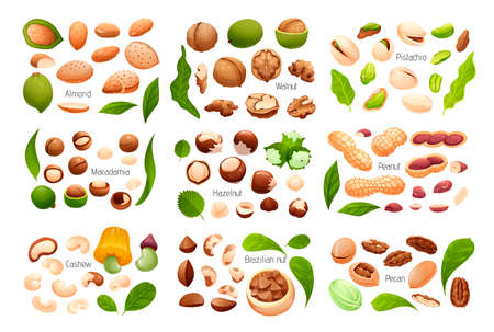 Big set of common nuts, vector isolated objectsのイラスト素材
