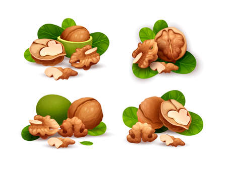 Walnut compositions set, for labels and stickersのイラスト素材