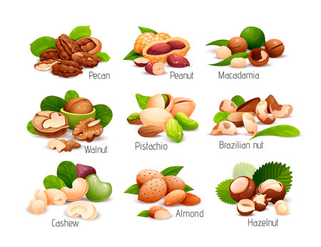 Nut compositions, good for label and stickerのイラスト素材