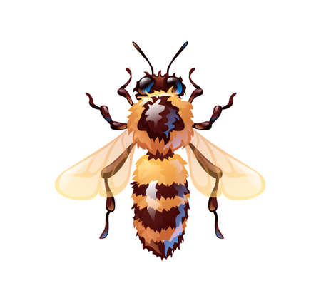 Cute bee in cartoon style, vector illustrationのイラスト素材