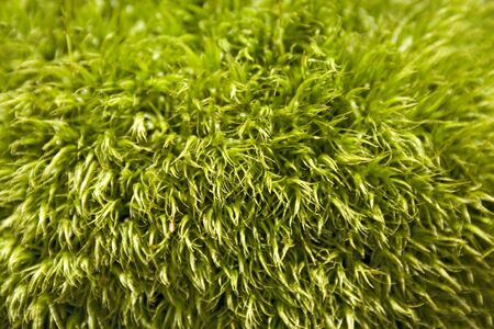 forest moss background