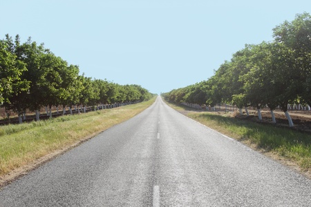 long road and trees in sunny dayの写真素材