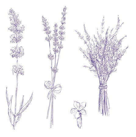 lavender pencil drawing vector setのイラスト素材