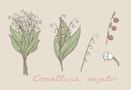  lily of the valley hand drawn setのイラスト素材