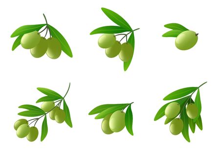 Green olives on branch vector setのイラスト素材