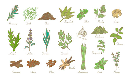 Kitchen herbs and spices, vector doodle sketch setのイラスト素材