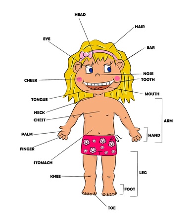 Cartoon girl - body parts のイラスト素材
