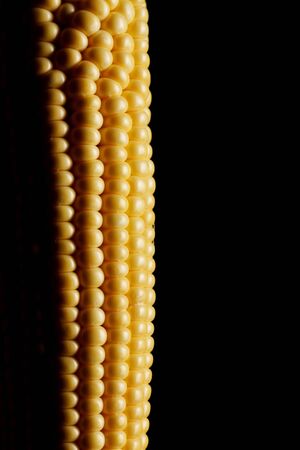 Fresh corn cob
