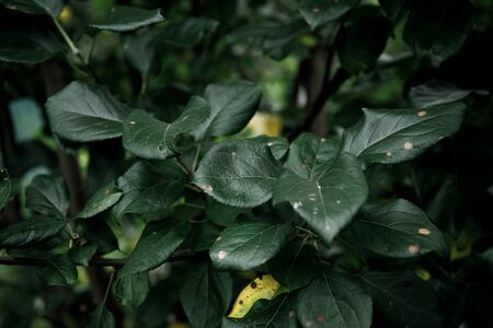 green leaf texture, dark green foliage nature background. stock image