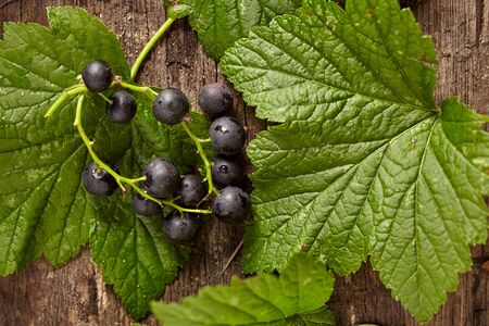 Overhead view of branch of blackcurrant on wooden background. Studio lighting. Healthy eating conceptの写真素材